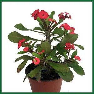 Red flowering potted plant
