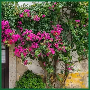 Outdoor climbing bougainvillea in bloom