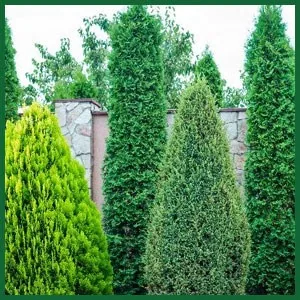 Outdoor conifers forming a hedge