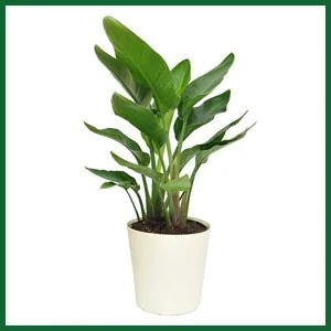 Leafy indoor plant in a white pot