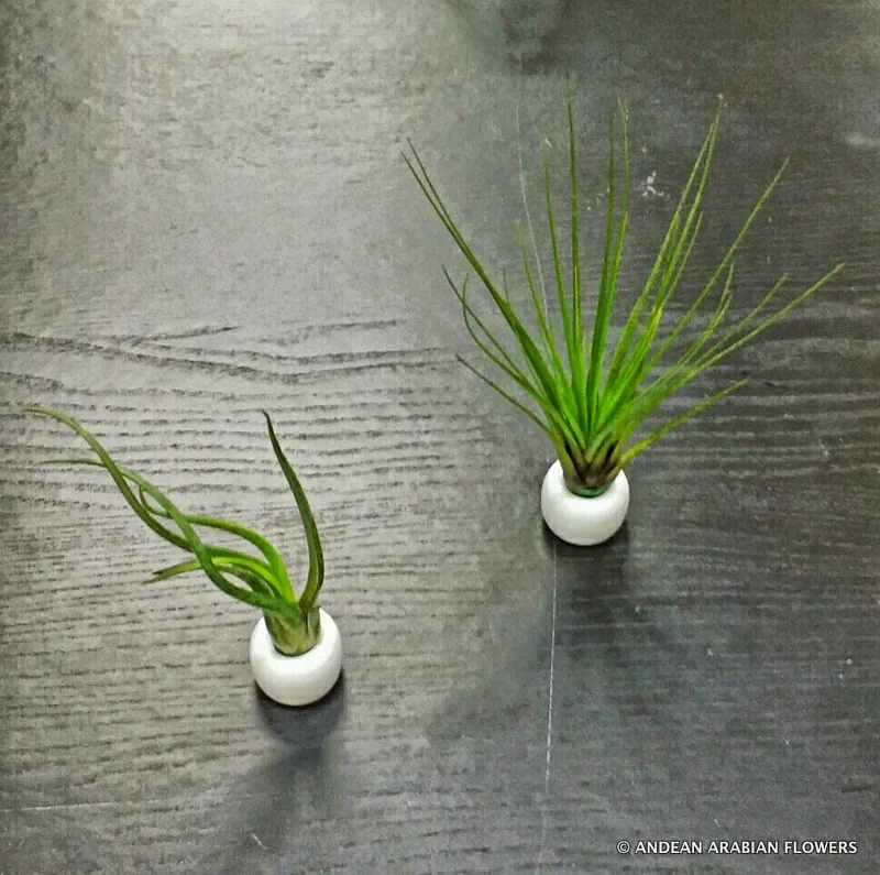 Two Tillandsia air-plants displayed on white porcelain rings