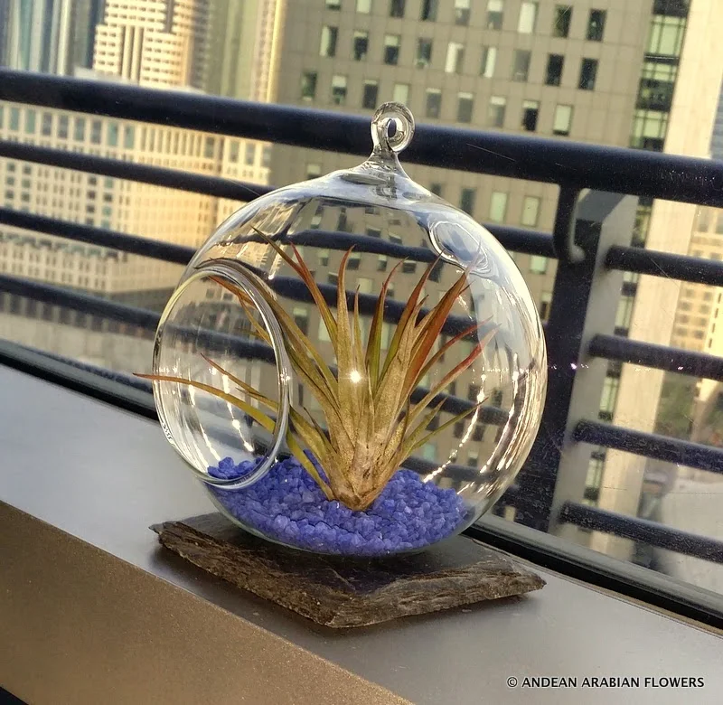 Tillandsia air-plant in a glass terrarium