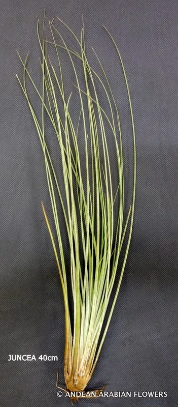 Tillandsia Juncea air-plant