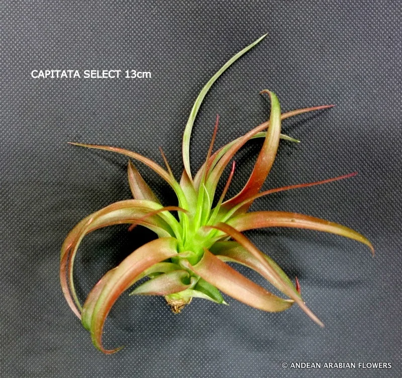 Tillandsia Capitata Select air-plant