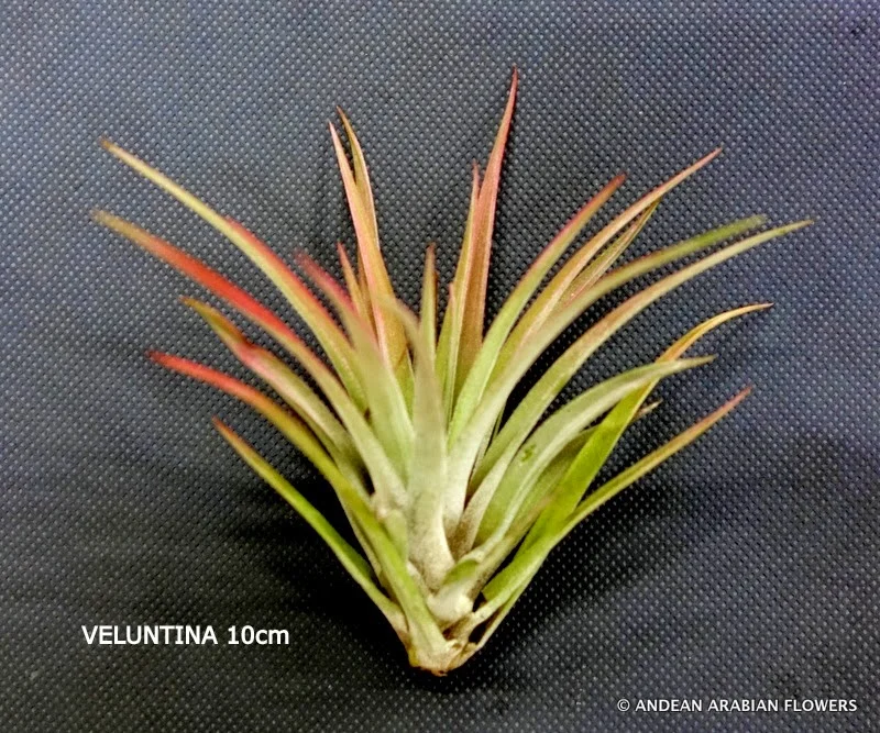 Tillandsia Velutina air-plant