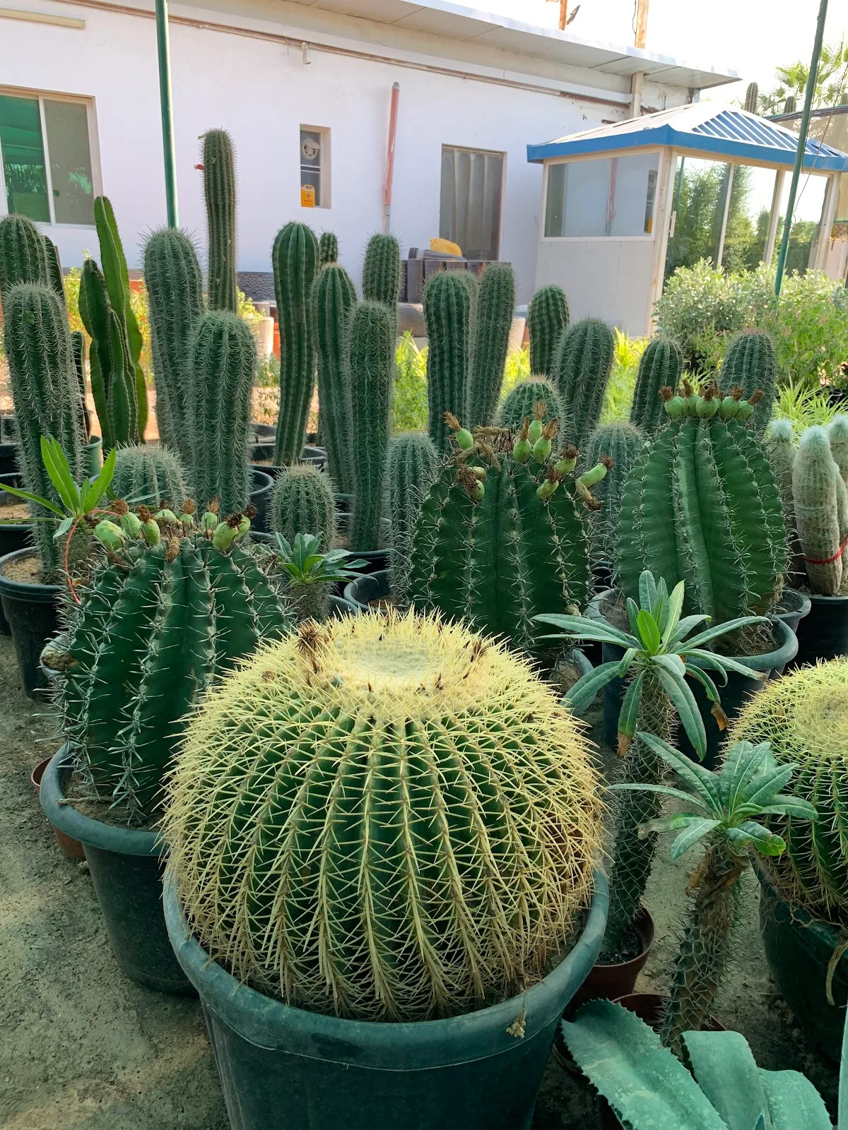 Cacti and succulents in pots