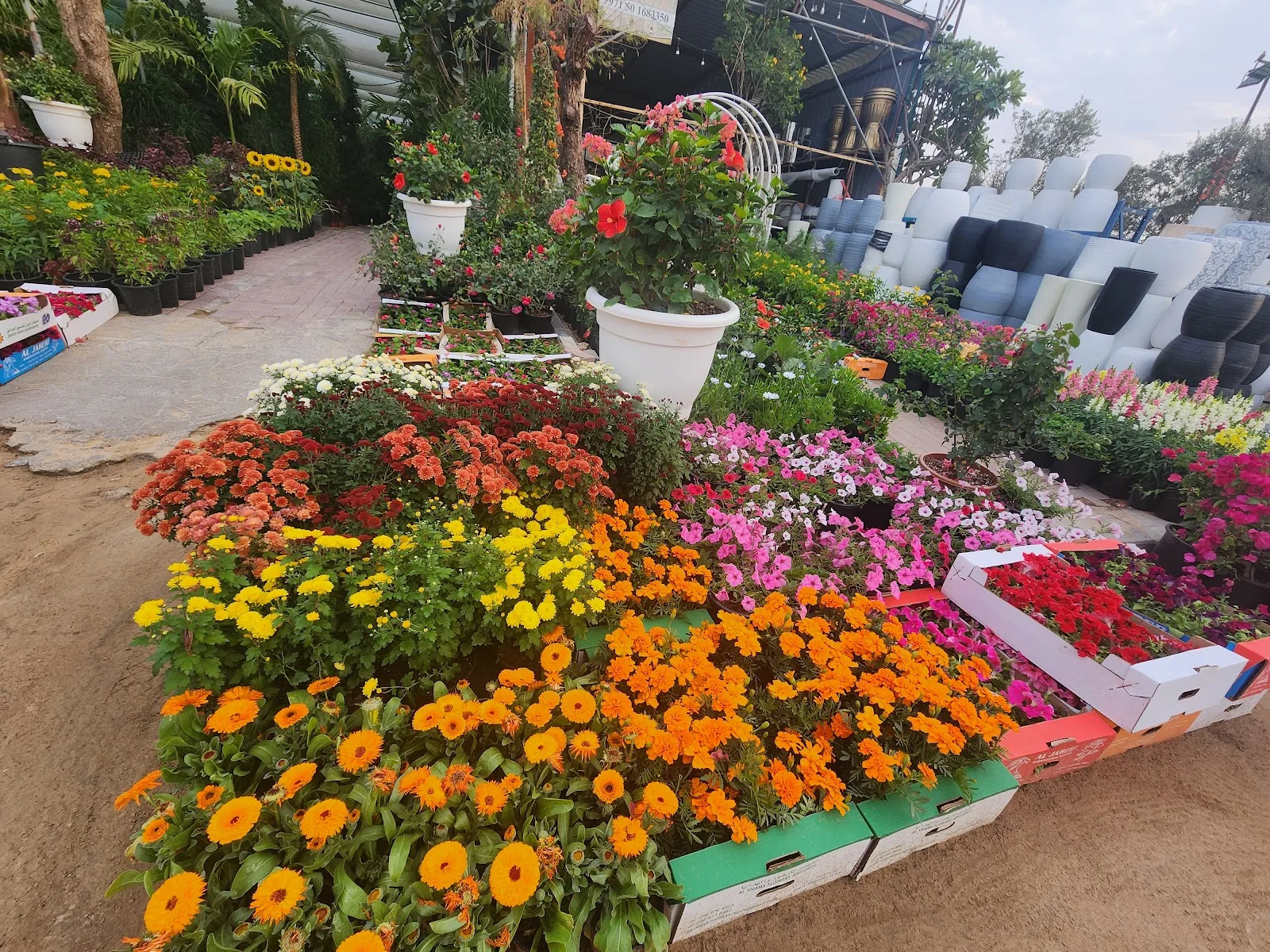 Beds of flowering plants in bloom