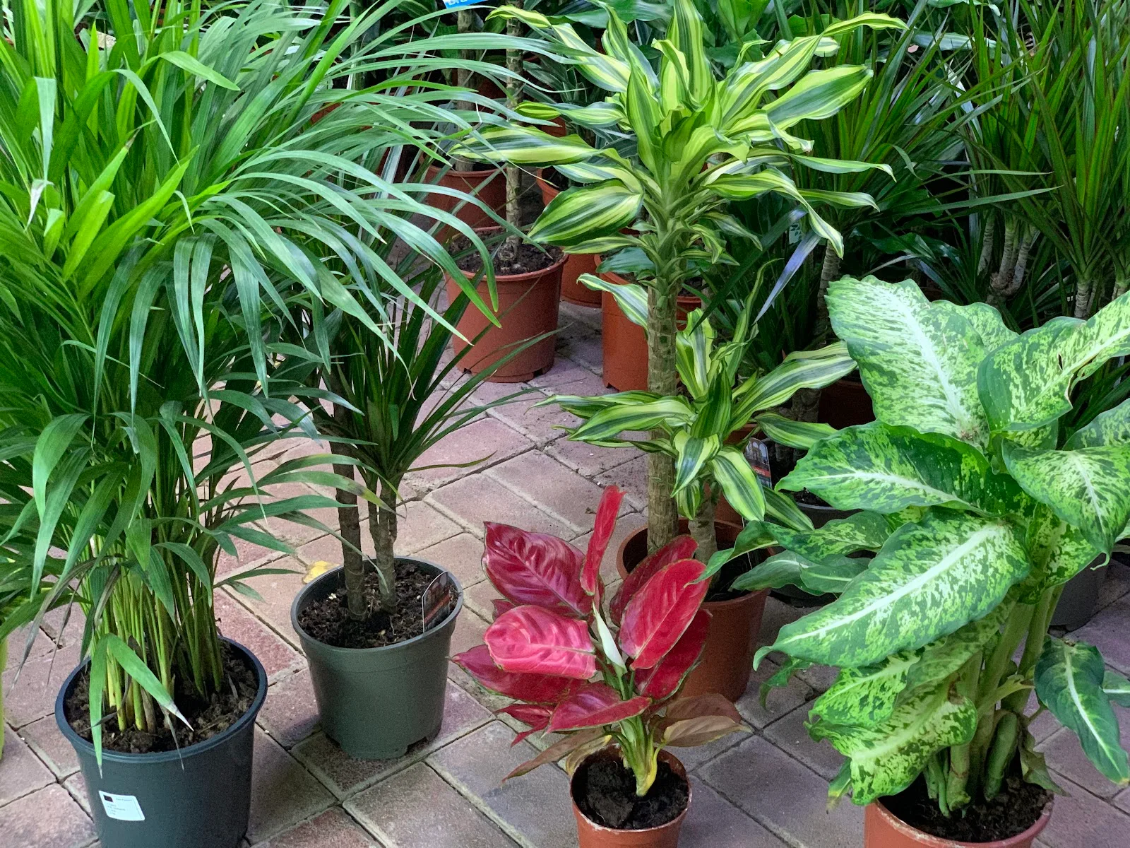 Potted indoor foliage plants