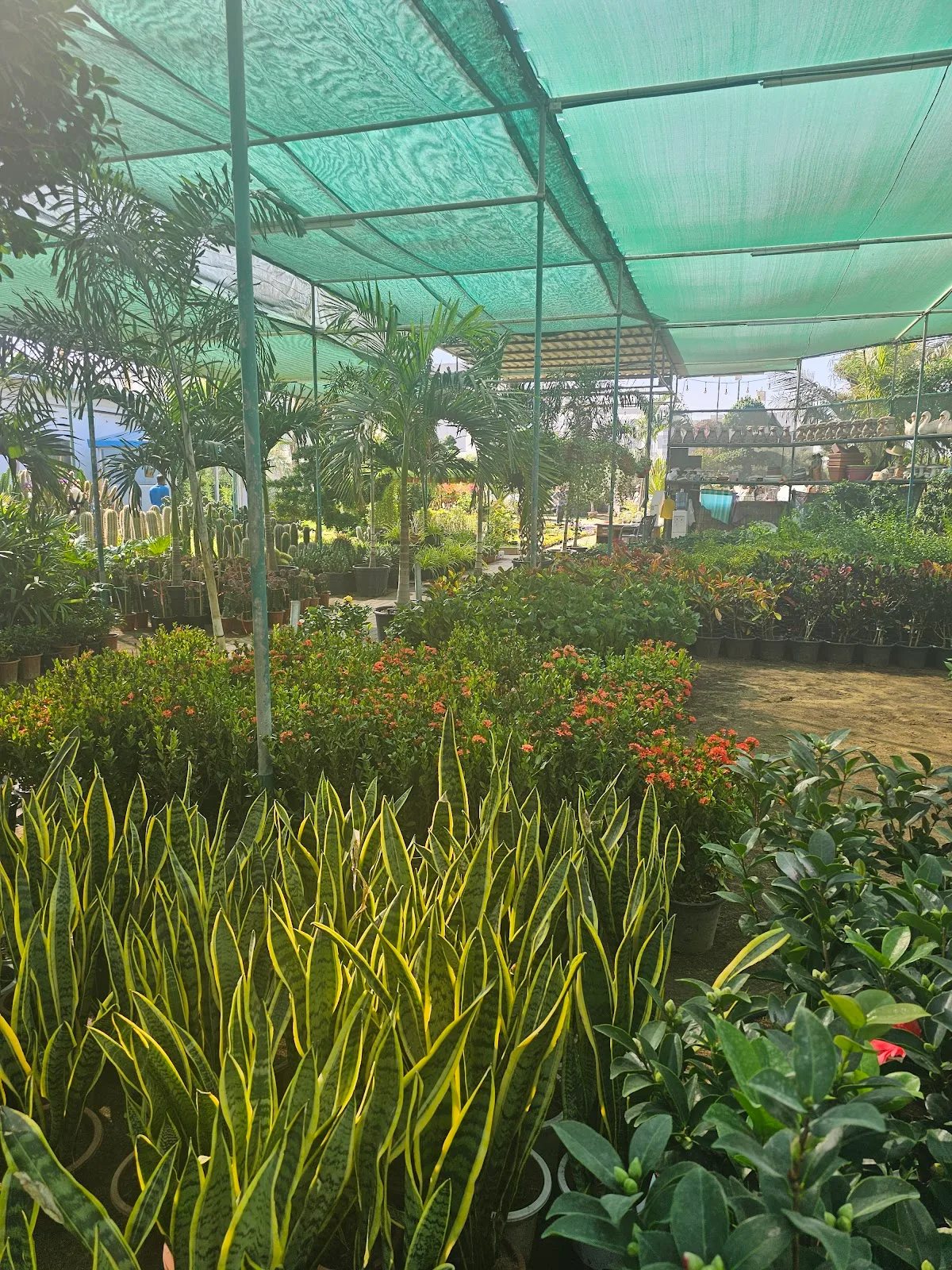 Palms and trees under shade netting