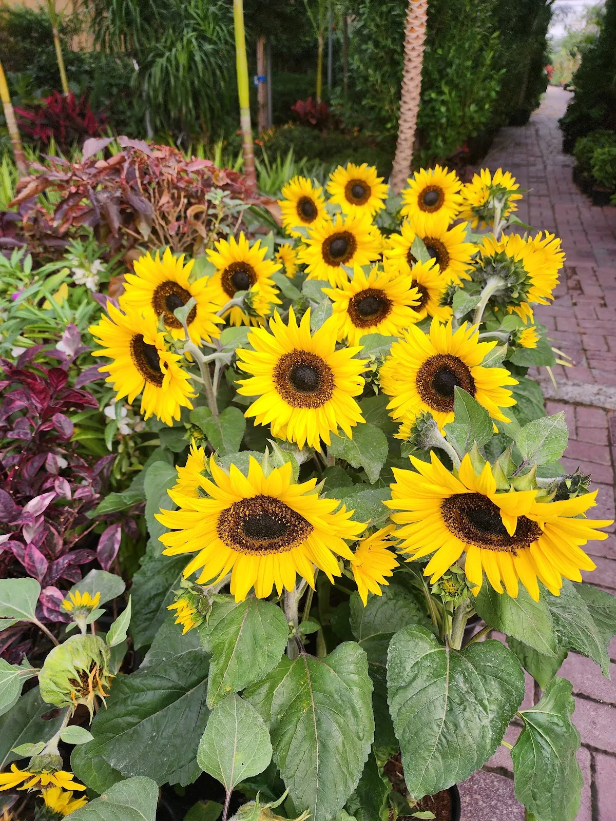 Sunflowers and seasonal blooms