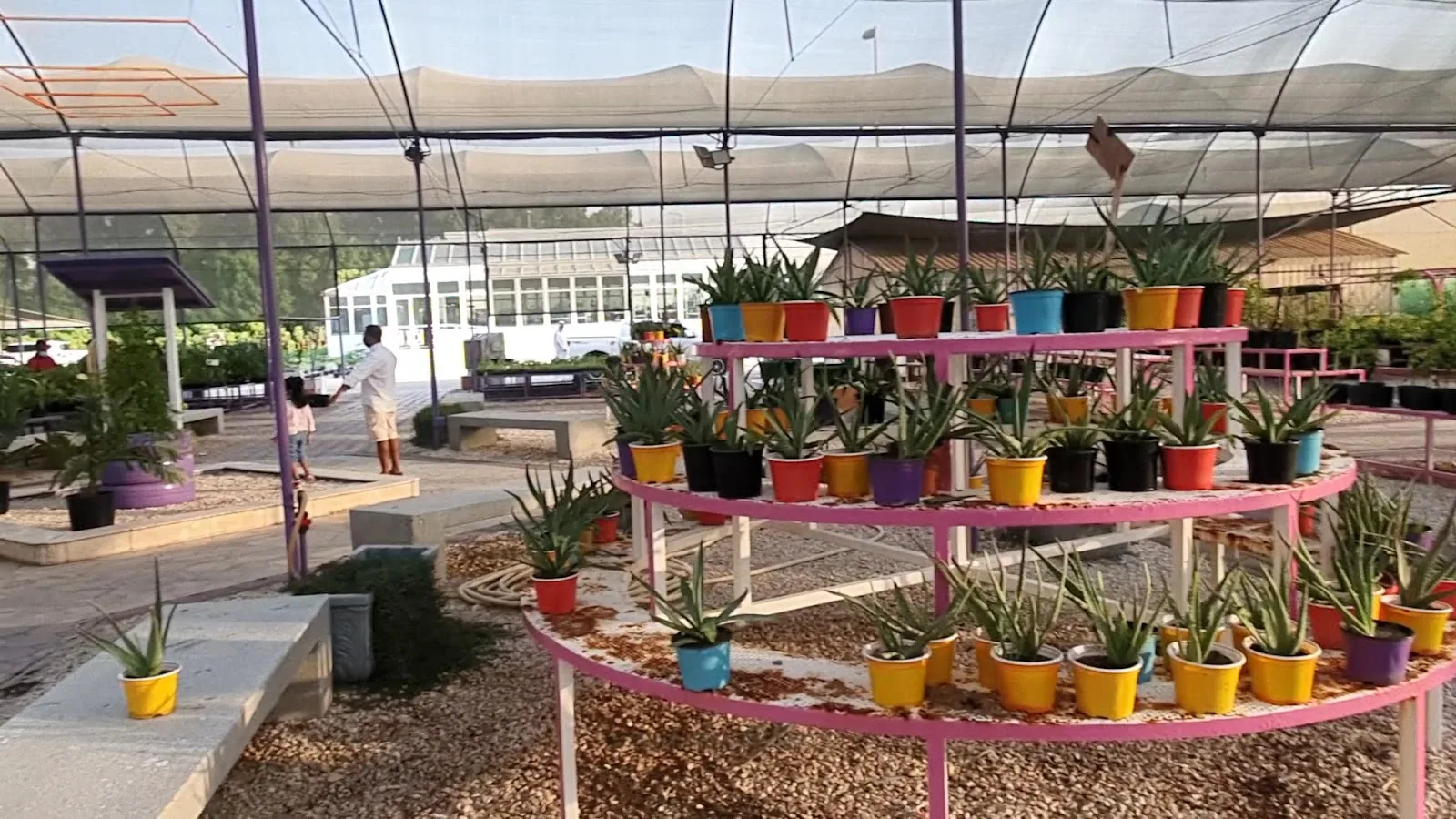 Aloe in colour-glazed pots
