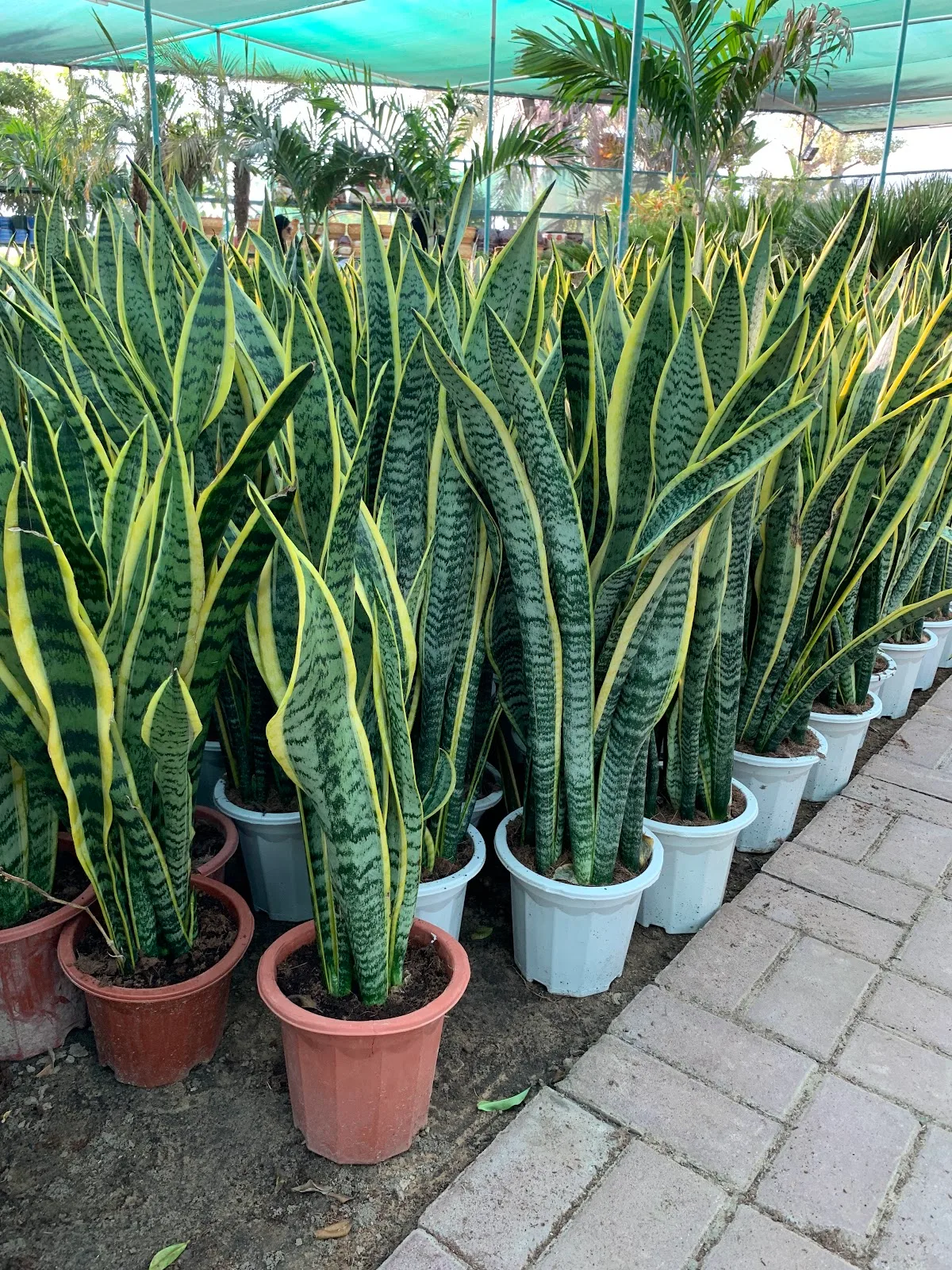 Snake plants, ready to go