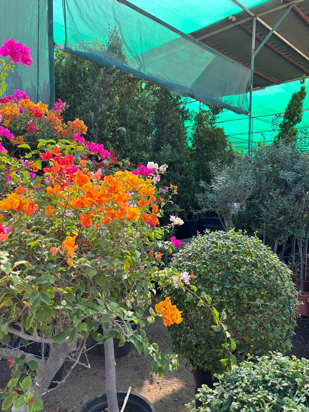 Bougainvillea in bloom