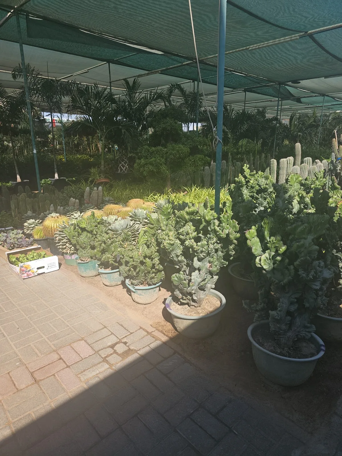 Cacti under green shade