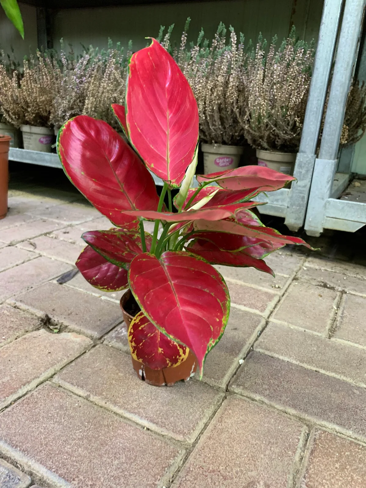 Red aglaonema