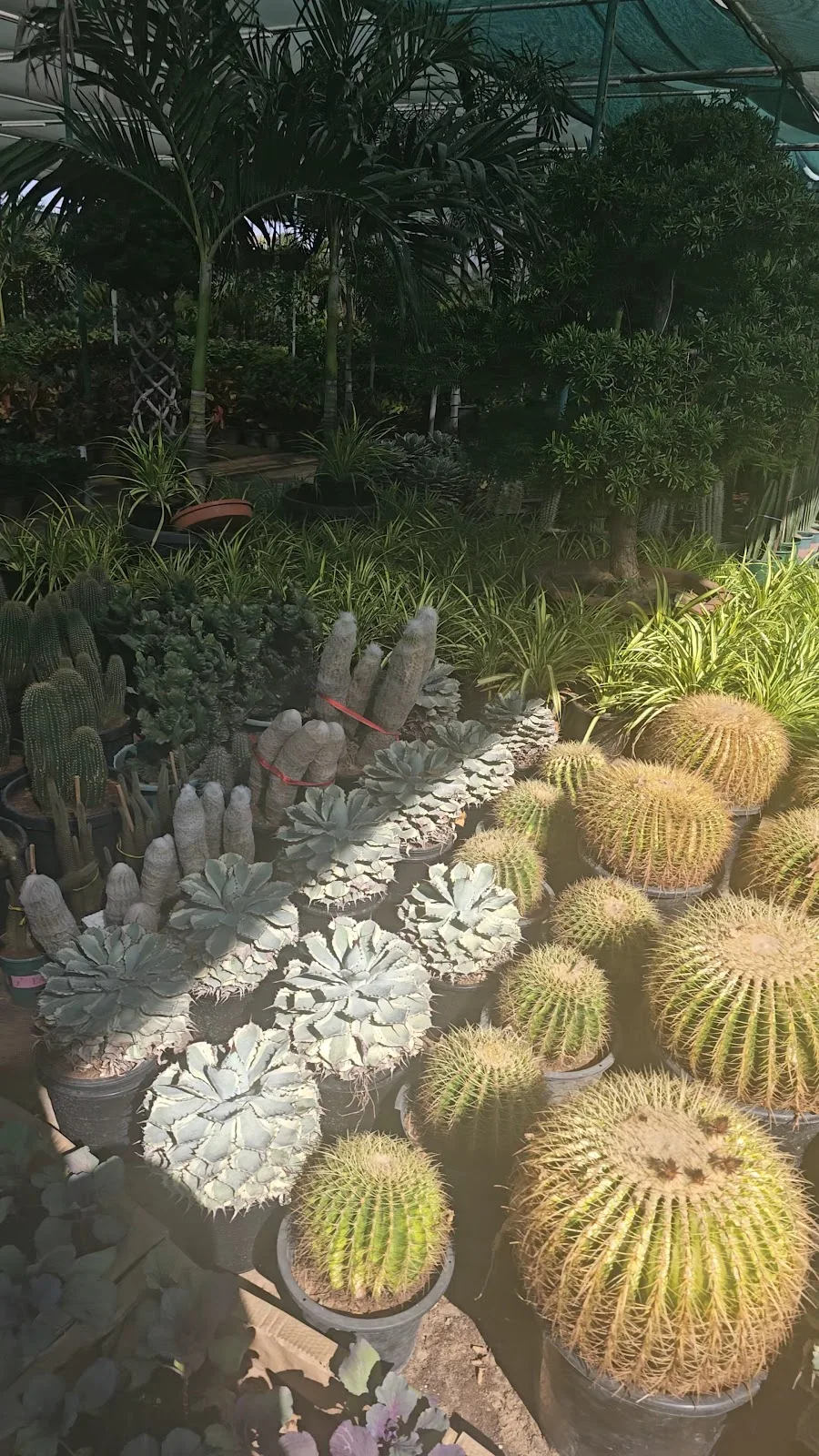 Golden barrel cacti