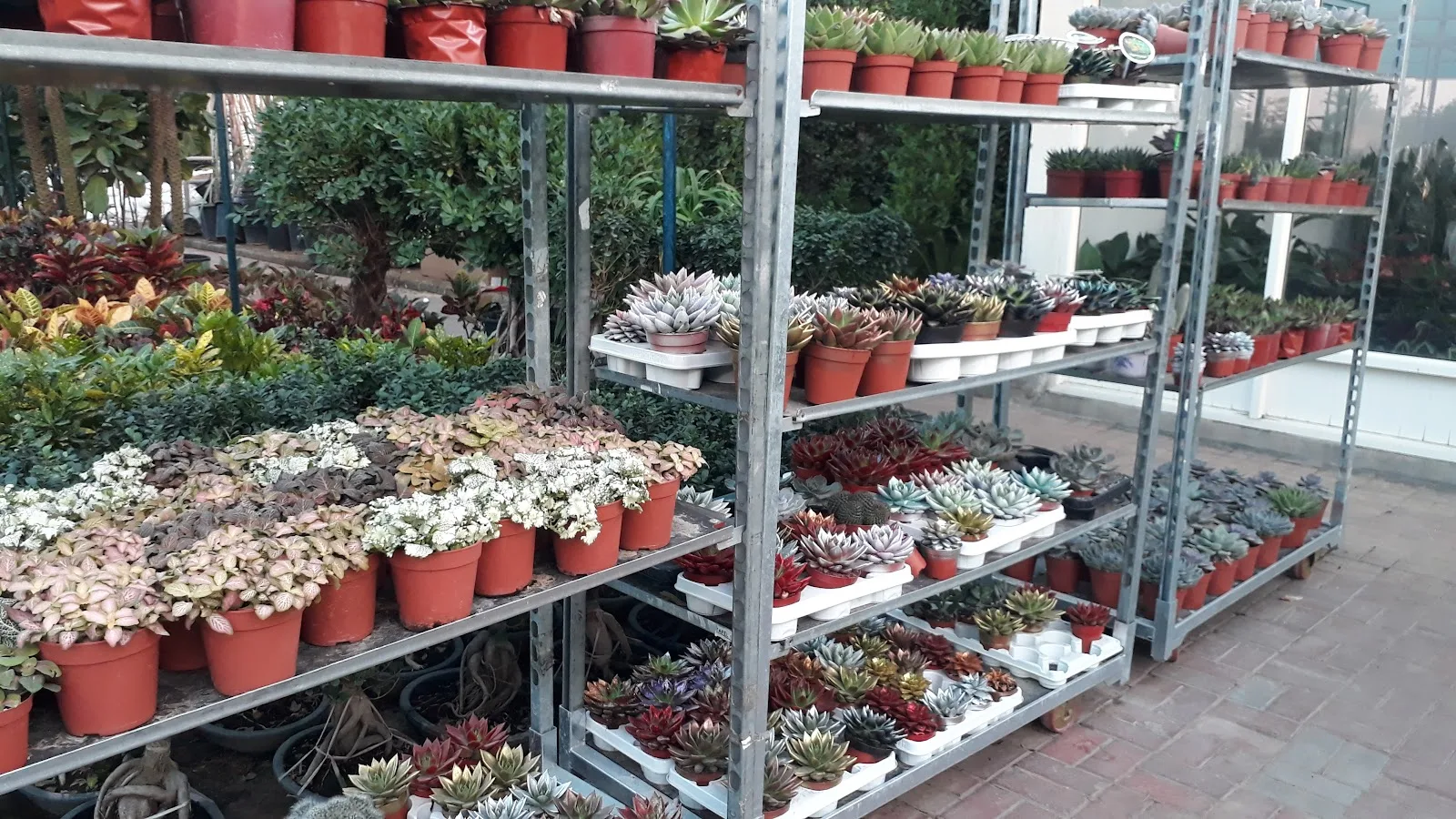 Succulent shelves