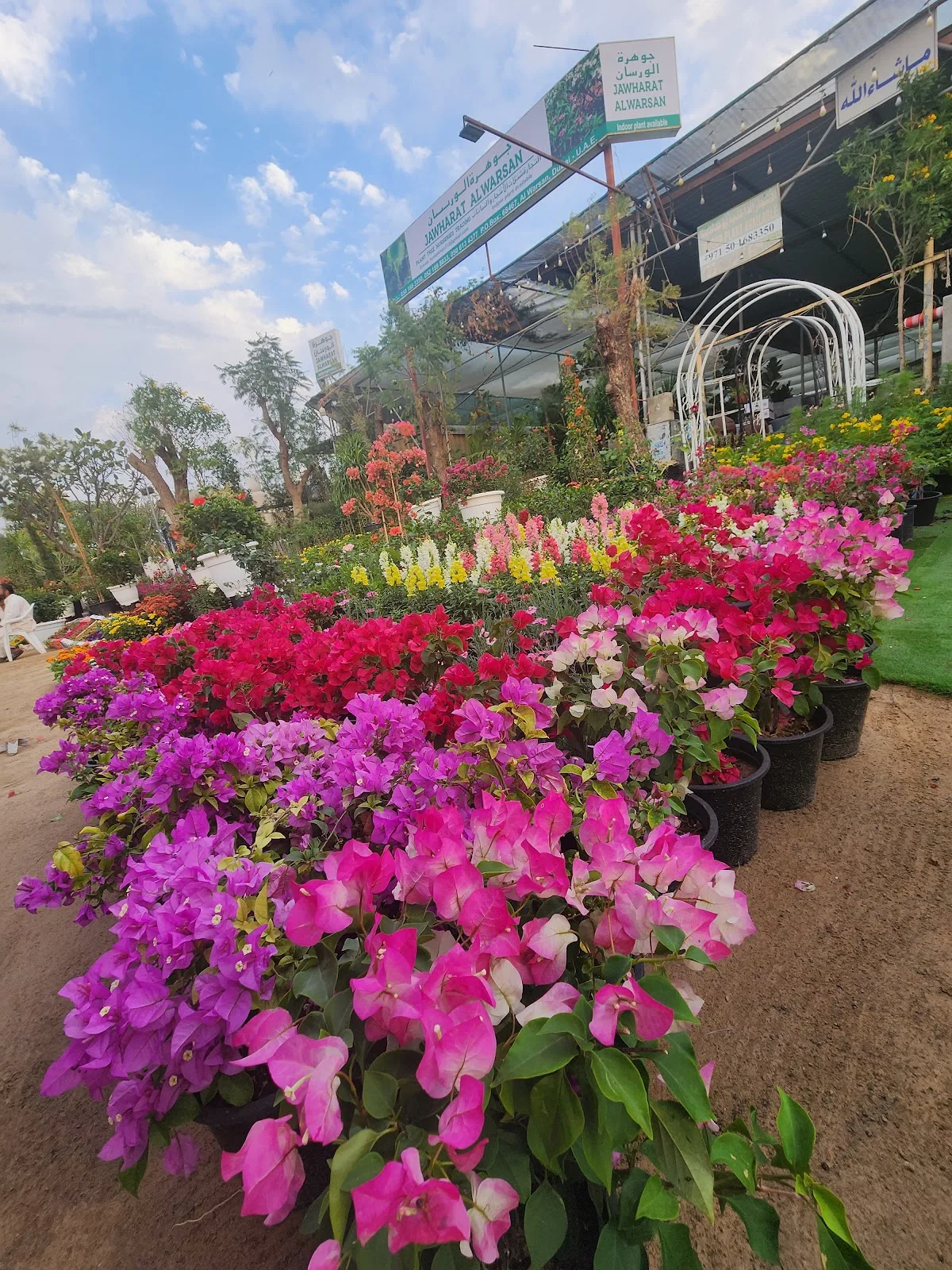 Rows of bougainvillea in full bloom at Dubai Nursery in Warsan 3
