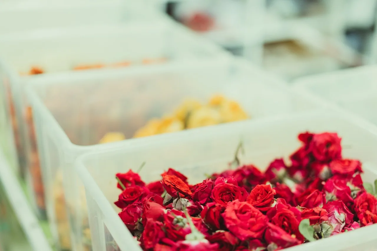 Fresh red roses sorted in studio storage trays