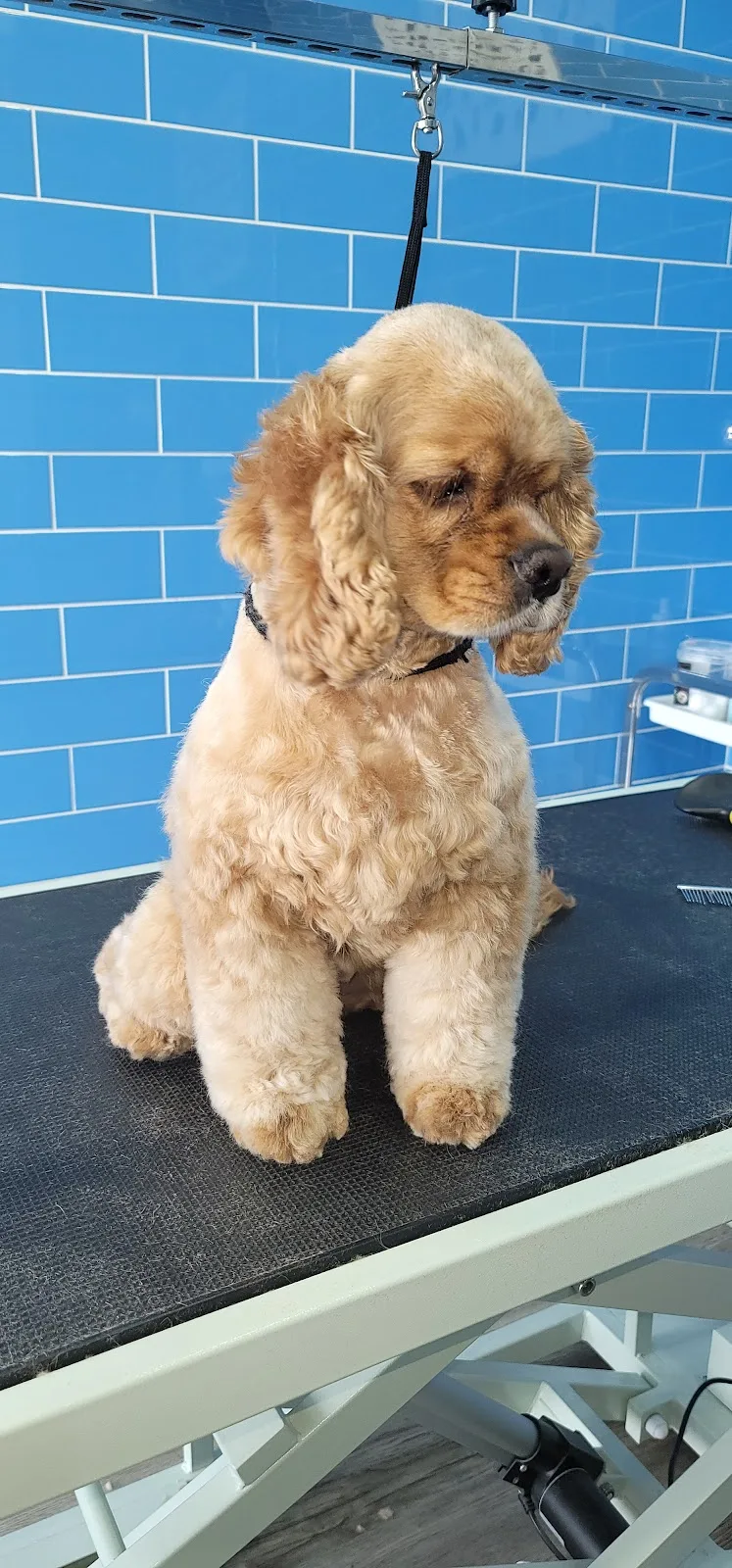 A cream cocker spaniel sitting calmly on the grooming table after a trim