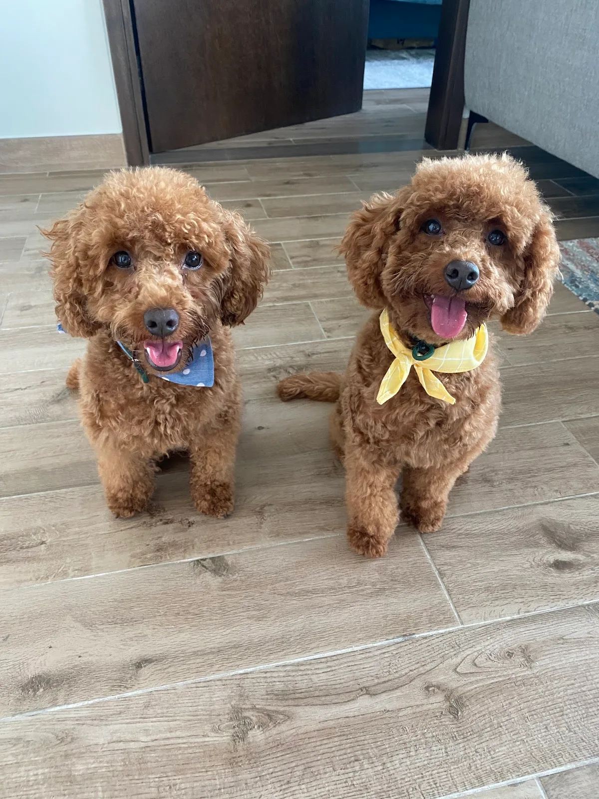 Two freshly groomed red toy poodles wearing bandanas