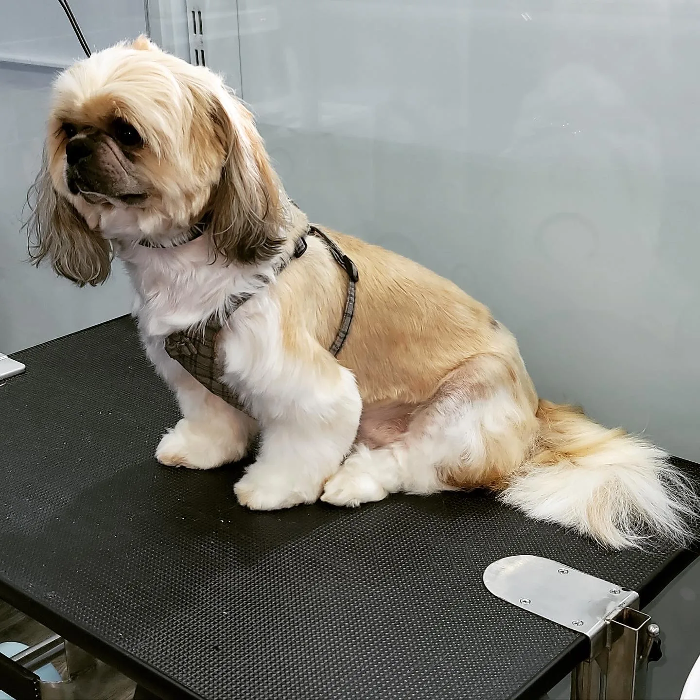 Shih tzu freshly groomed on the table