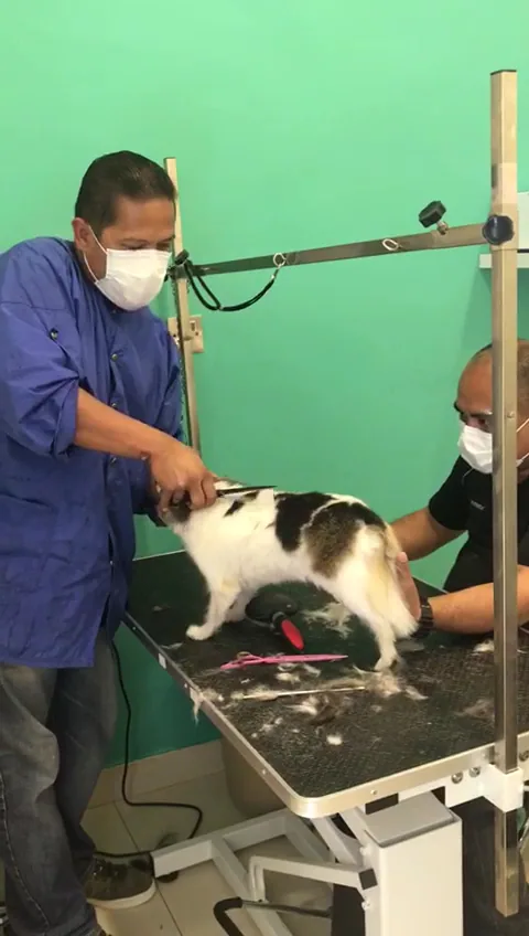 A cat being gently groomed by two groomers at WAG Pet Care